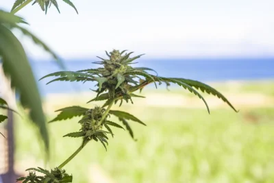 Colombian Gold: Descubra os Efeitos da Lendária Strain de Cannabis